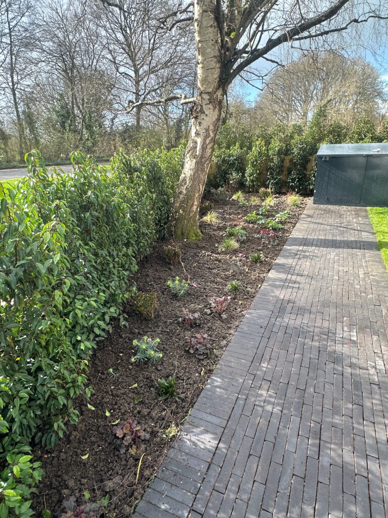 A landscaped area featuring a tree and neat pathways lined with low greenery and budding plants under a clear sky