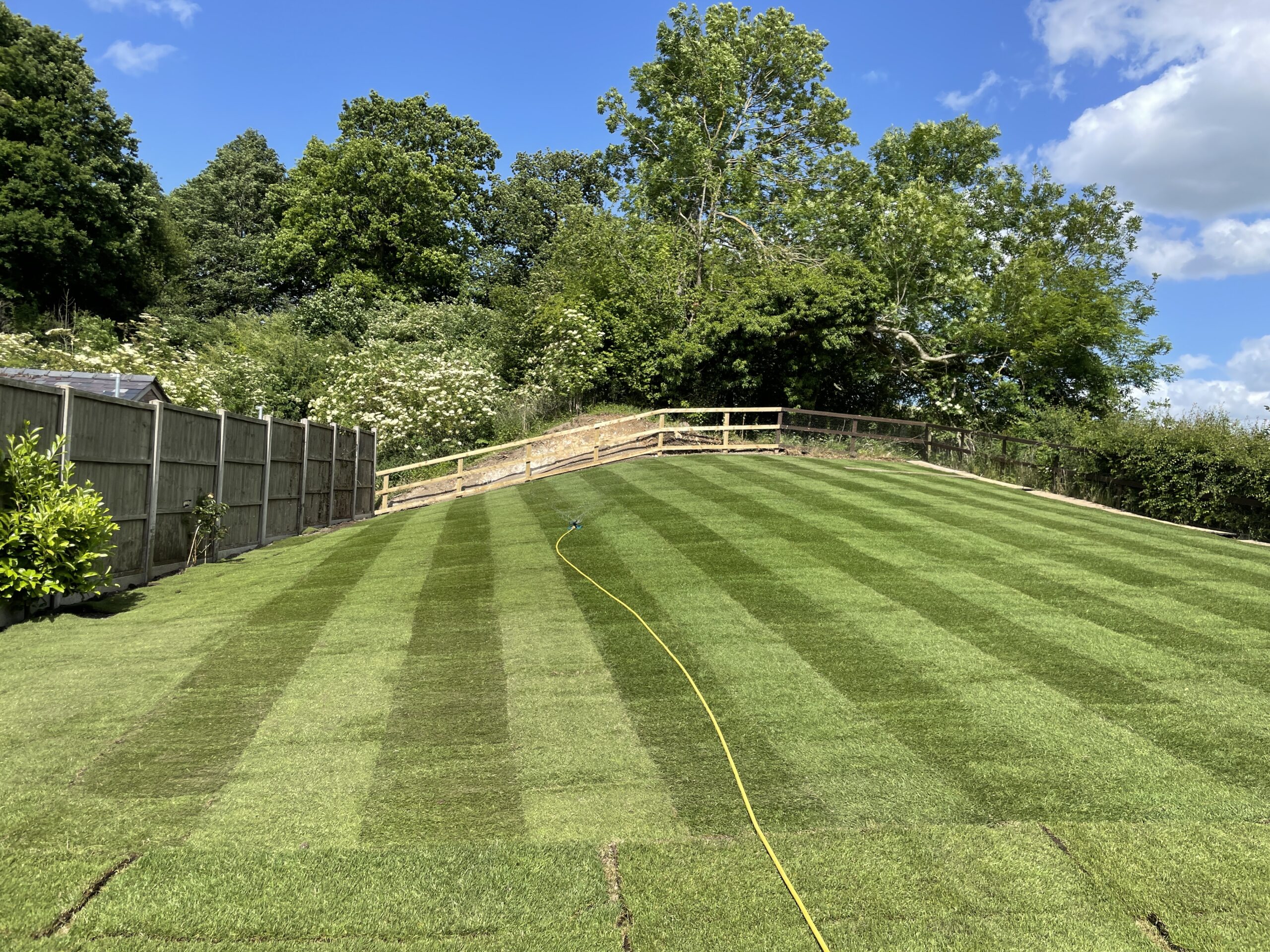 Vibrant striped lawn surrounded by trees and a wooden fence, showcasing a well-maintained outdoor space under a sunny sky