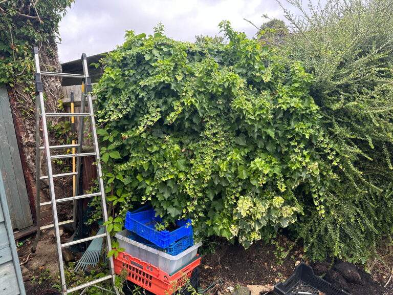 A lush green wall of ivy obscures a shed, with a ladder and crates nearby. Nature and gardening supplies coexist harmoniously
