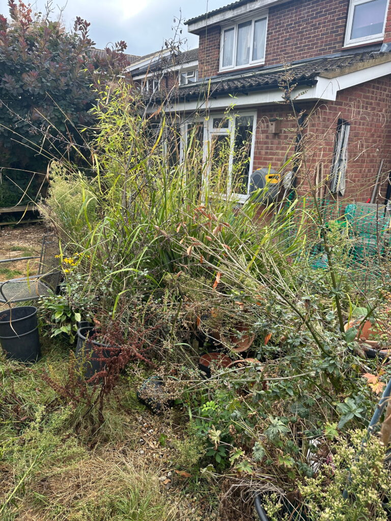 A cluttered garden scene with overgrown plants and scattered pots, showcasing untended vegetation near a brick house