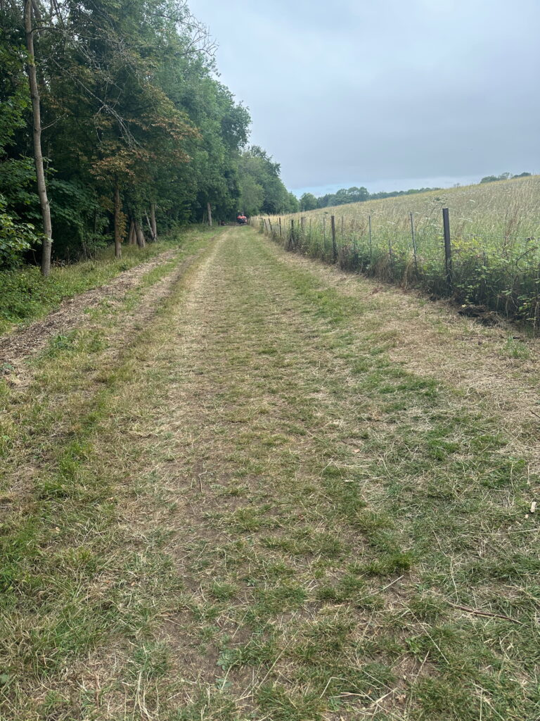 A serene dirt path bordered by trees, leading into an open field under a cloudy sky