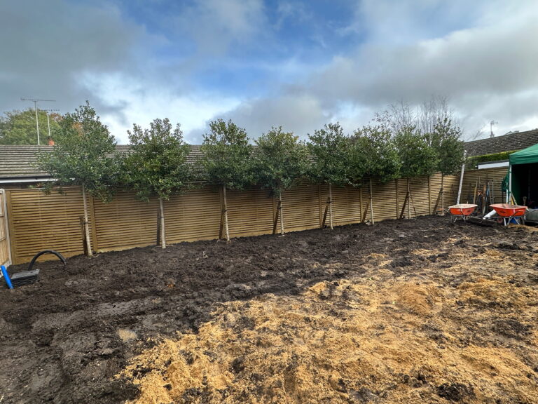 A garden area with freshly tilled soil, neatly lined with trees and gardening tools nearby